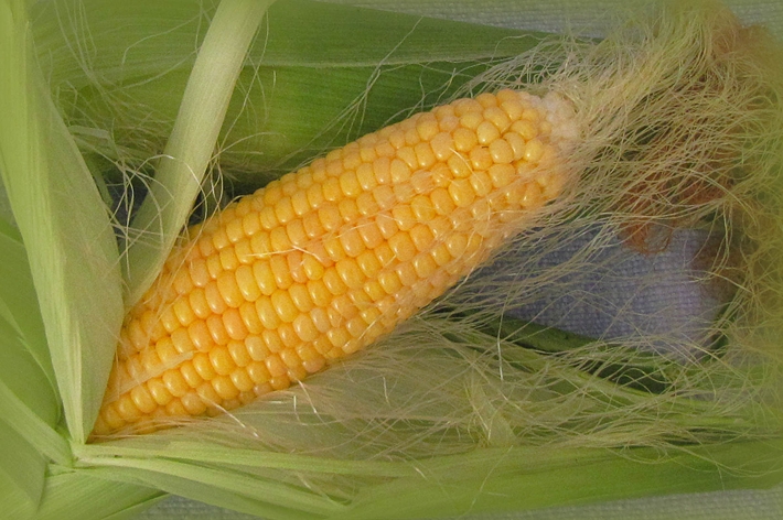 Kukuruz – hrana koja liječi