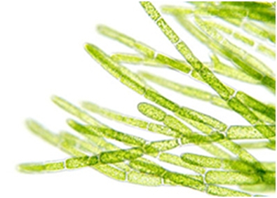 Alge – zdravlje iz morskih dubina