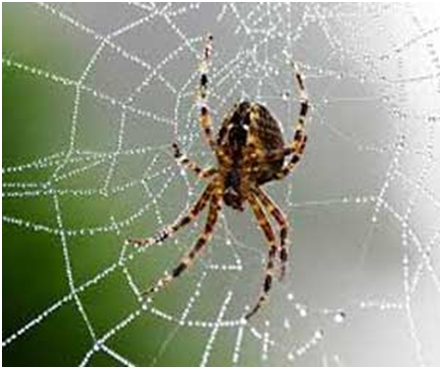 Kako pauci pletu mrežu?