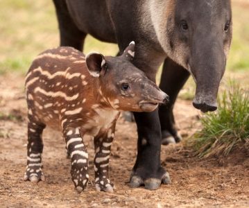 Tapiri