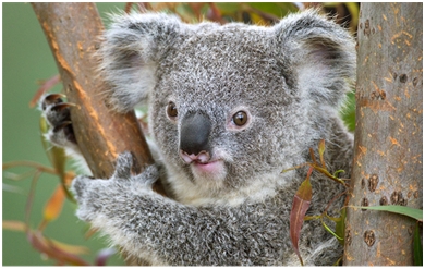 Zašto koale vole grliti drveće?