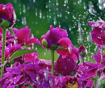 Zašto cvijeće jače miriše poslije kiše?