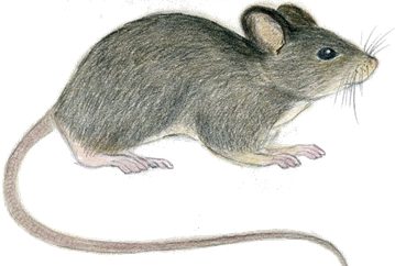 Kućni i poljski miš