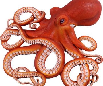 Po čemu su hobotnice prepoznatljive?